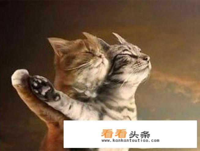 猫系男友的恋爱方式？