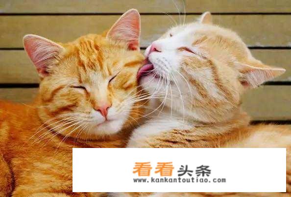 猫系男友的恋爱方式？