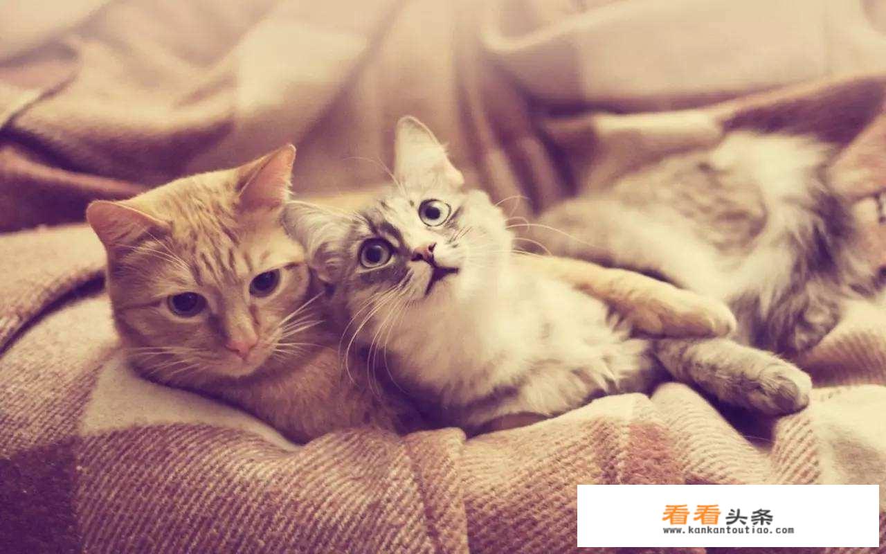 猫系男友的恋爱方式？