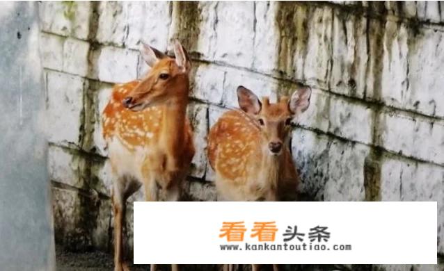 成都的朋友:推荐几个最适合3岁小朋友耍的地方？