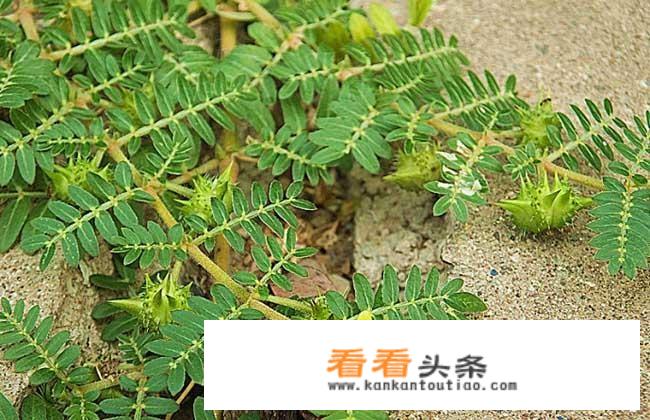 农村以前常见的植物蒺藜草，为什么感觉现在几乎见不到了？