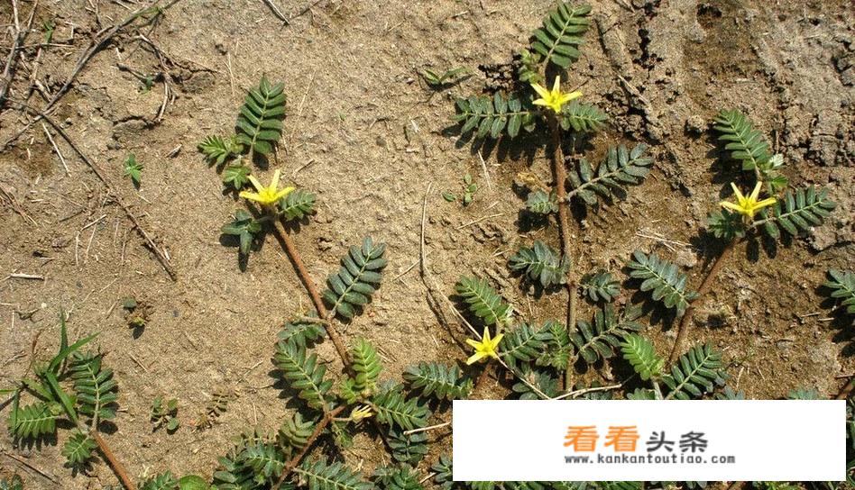 农村以前常见的植物蒺藜草，为什么感觉现在几乎见不到了？