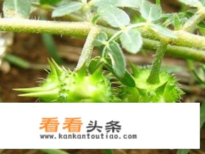 农村以前常见的植物蒺藜草，为什么感觉现在几乎见不到了？