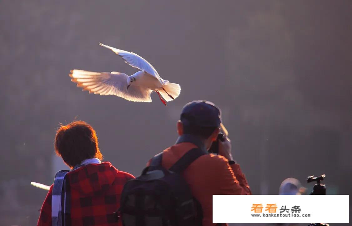 过年去云南旅游，合适吗？
