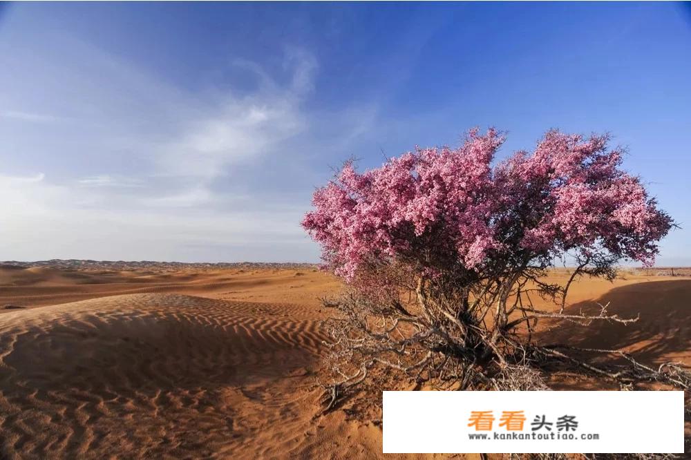 去沙漠旅游注意事项？