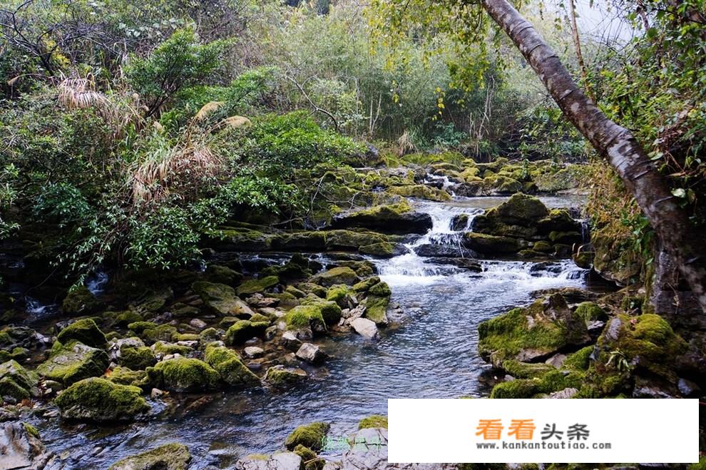 梵高森林旅游攻略？