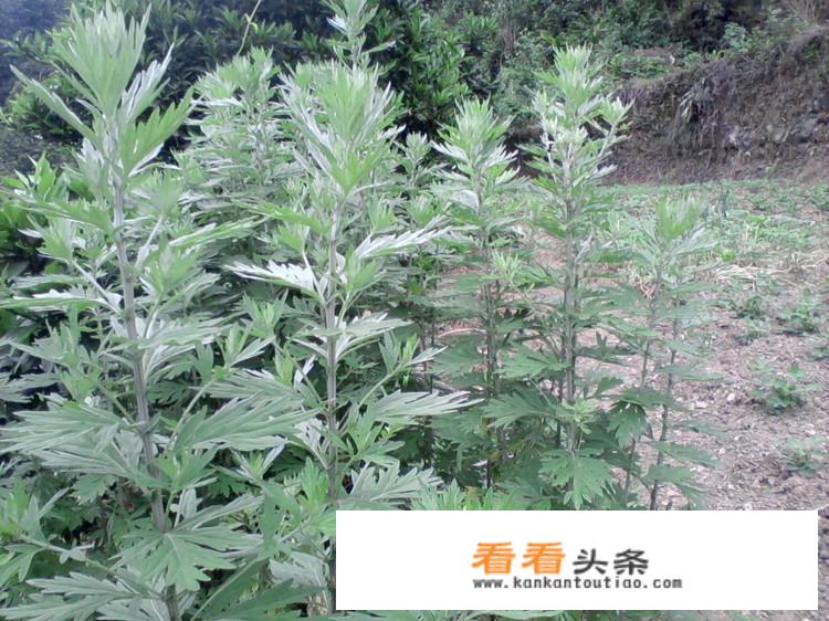农家小福女白善宝结局是什么？