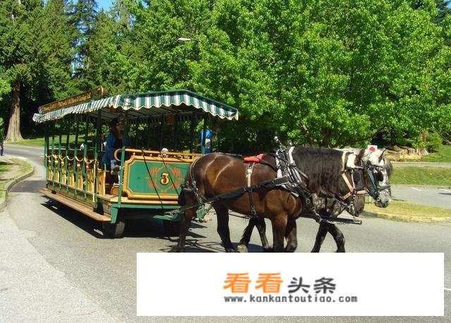 为什么现在很多旅游景区都选择旅游马车？