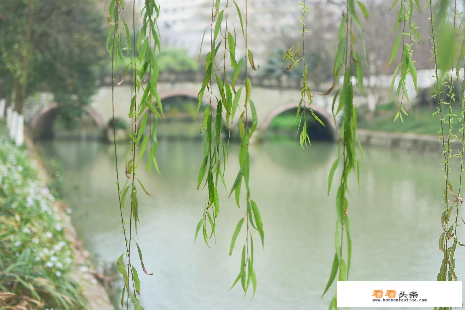 如何拍好一组“春雨如酥，柳如烟”的照片？