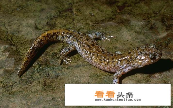 昨天去丹东蒲石河旅游在河里抓到很多这种怪物，大神能来给科普一下吗？