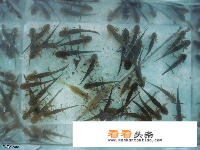 昨天去丹东蒲石河旅游在河里抓到很多这种怪物，大神能来给科普一下吗？