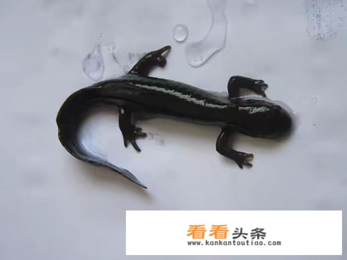昨天去丹东蒲石河旅游在河里抓到很多这种怪物，大神能来给科普一下吗？