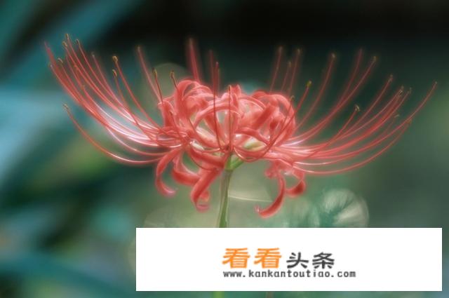 女主叫曼珠男主叫沙华是什么小说？