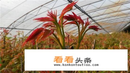 香椿头树怎么种植？