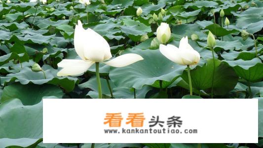 小池这首诗描写的是什么季节什么地方的景色？