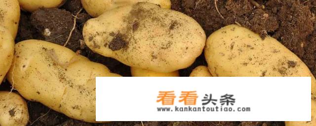 怎么保存才能让土豆不会变绿？