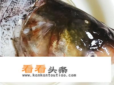 胖头鱼头的做法？