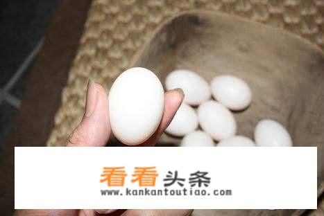 什么品种的鸽子好吃有营养？