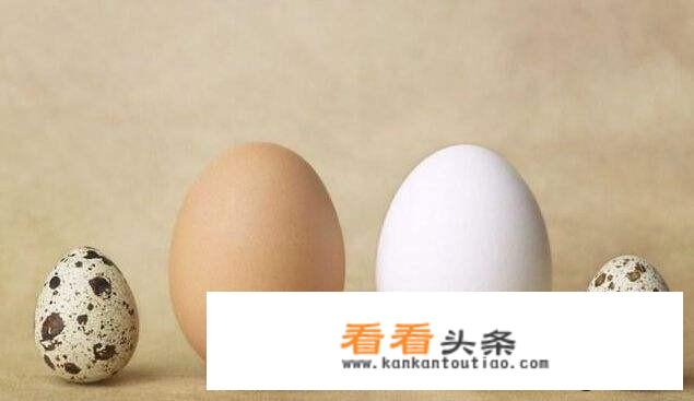 什么品种的鸽子好吃有营养？