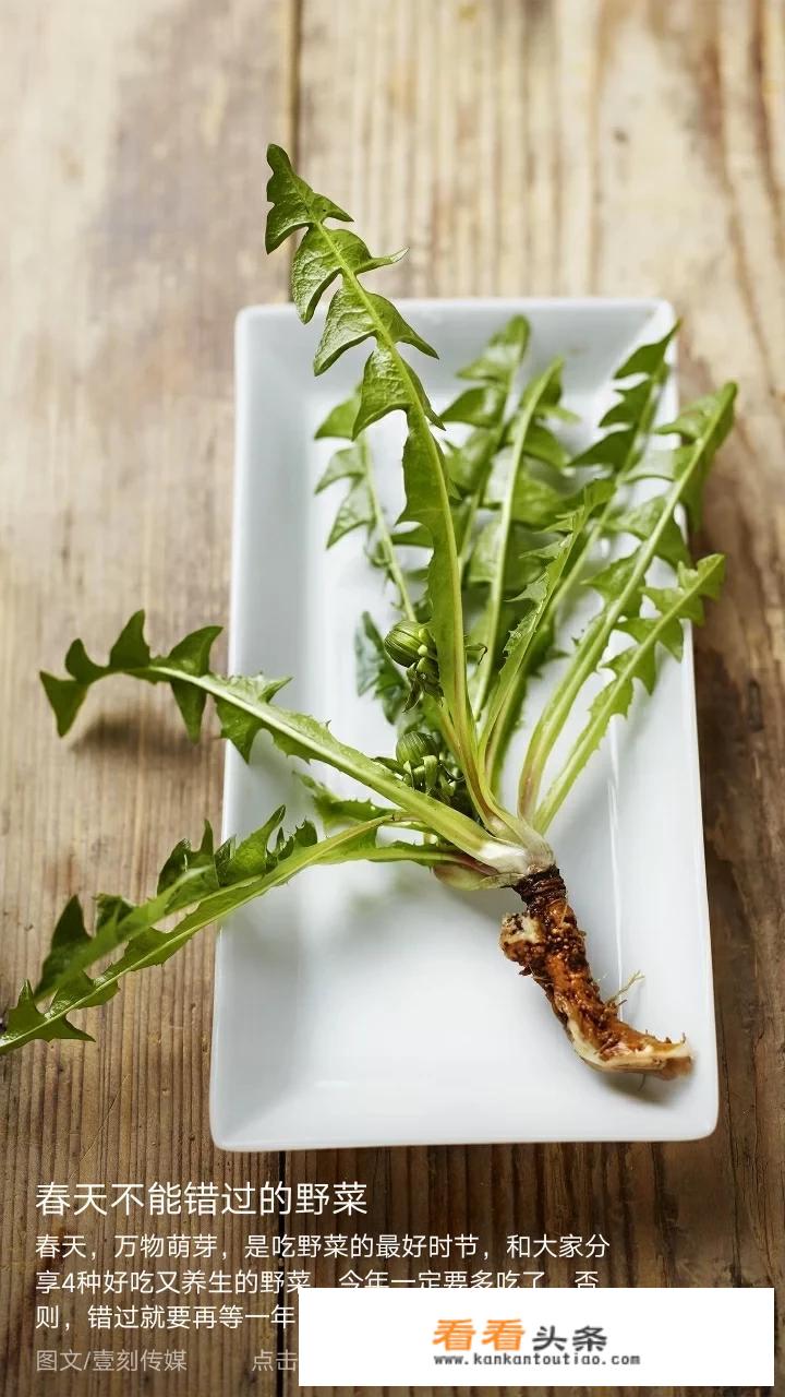 蒲公英野菜用焯水吗？