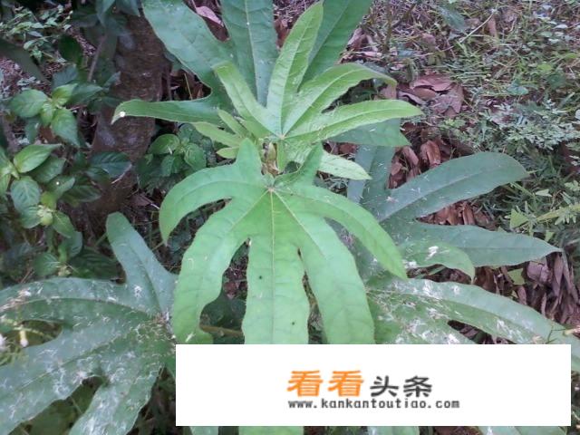 五指毛桃有什么作用？