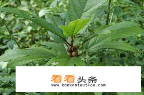 五指毛桃有什么作用？