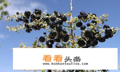 黑枸杞营养价值真的很高吗？