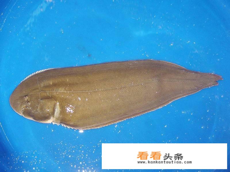 巴沙鱼和龙利鱼的区别？