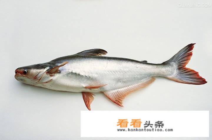 巴沙鱼和龙利鱼的区别？