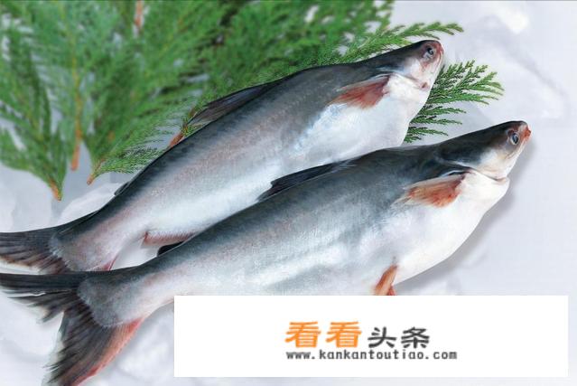 巴沙鱼和龙利鱼的区别？