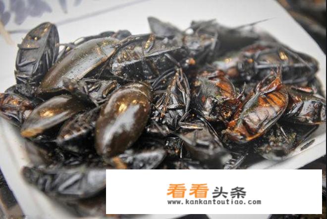 农村水塘里叫“水蟑螂”的虫子，擅长潜水也能飞，到底是益虫还是害虫呢？