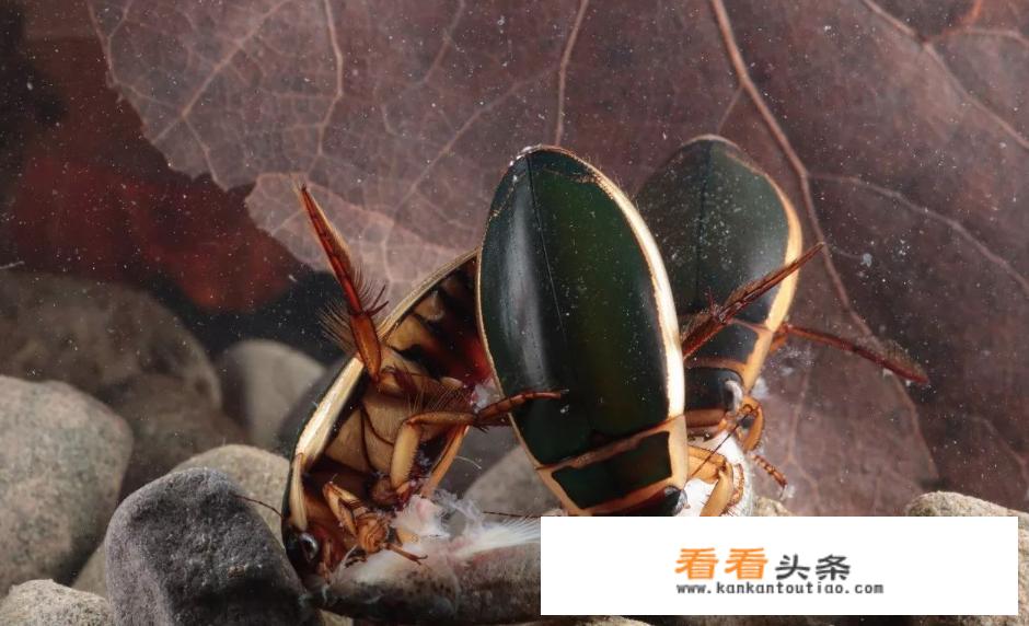 农村水塘里叫“水蟑螂”的虫子，擅长潜水也能飞，到底是益虫还是害虫呢？
