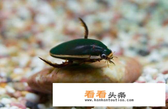 农村水塘里叫“水蟑螂”的虫子，擅长潜水也能飞，到底是益虫还是害虫呢？