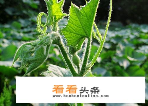 南瓜叶怎么吃？