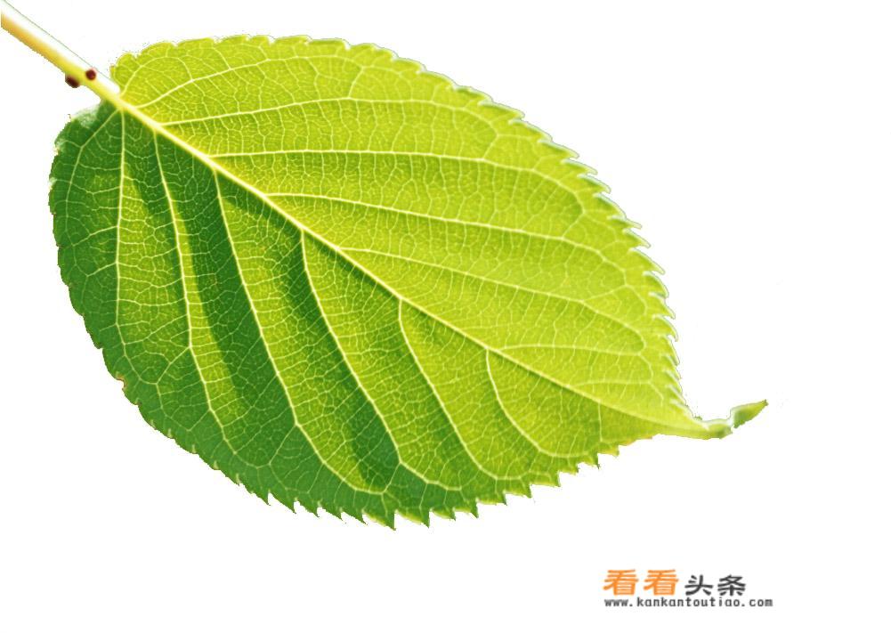 南瓜叶怎么吃？