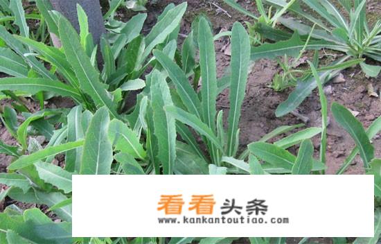 天天泡红枣和枸杞上火，有没有什么可以去火的。金银花？还有吗？
