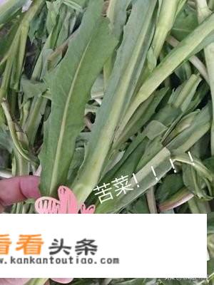 天天泡红枣和枸杞上火，有没有什么可以去火的。金银花？还有吗？