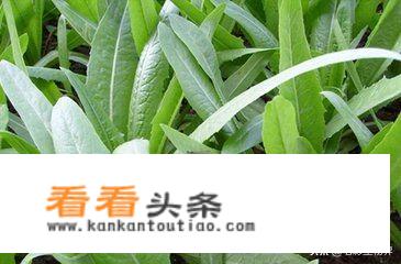 天天泡红枣和枸杞上火，有没有什么可以去火的。金银花？还有吗？