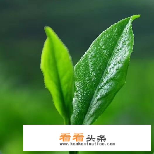 血管堵塞喝什么茶好？