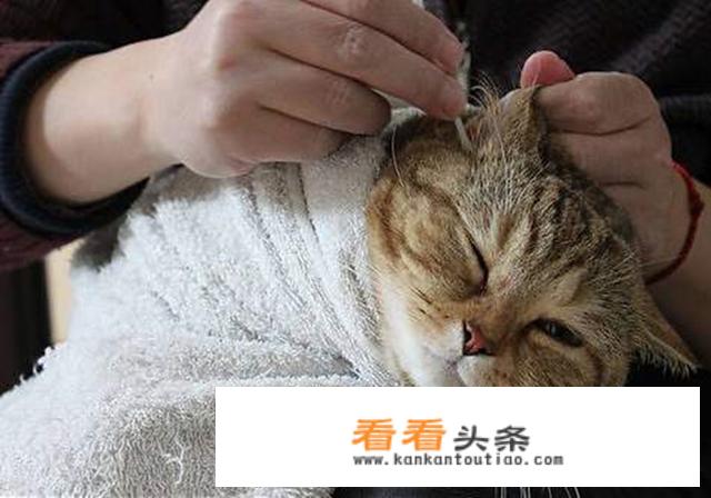 猫耳朵的猫有什么特点？