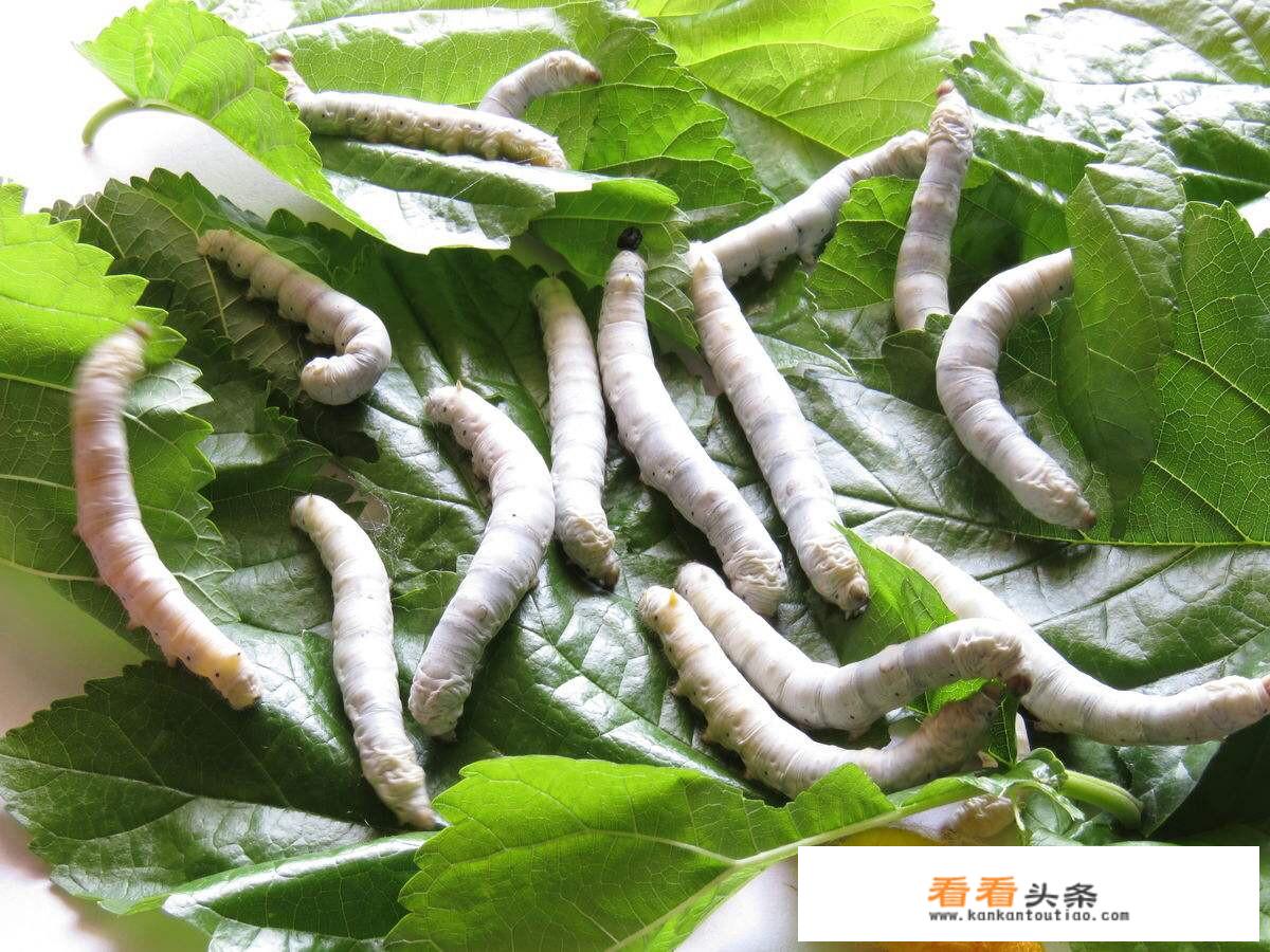 蚕蛹营养价值？