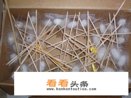 蚕蛹营养价值？
