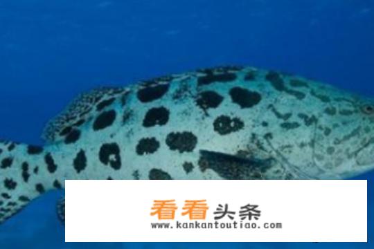 蒸鱼时间要多久？