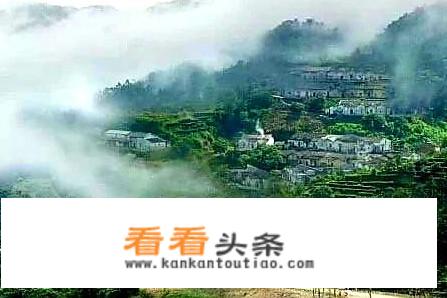 鸭屎香算什么茶？