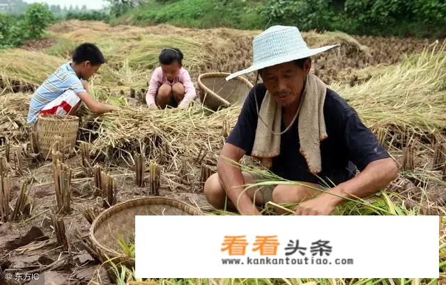 六月立秋热死牛是什么意思？