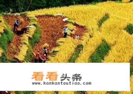 秋天的云南是一年四季中最美的季节之一？