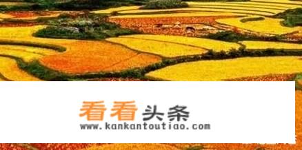 秋天的云南是一年四季中最美的季节之一？