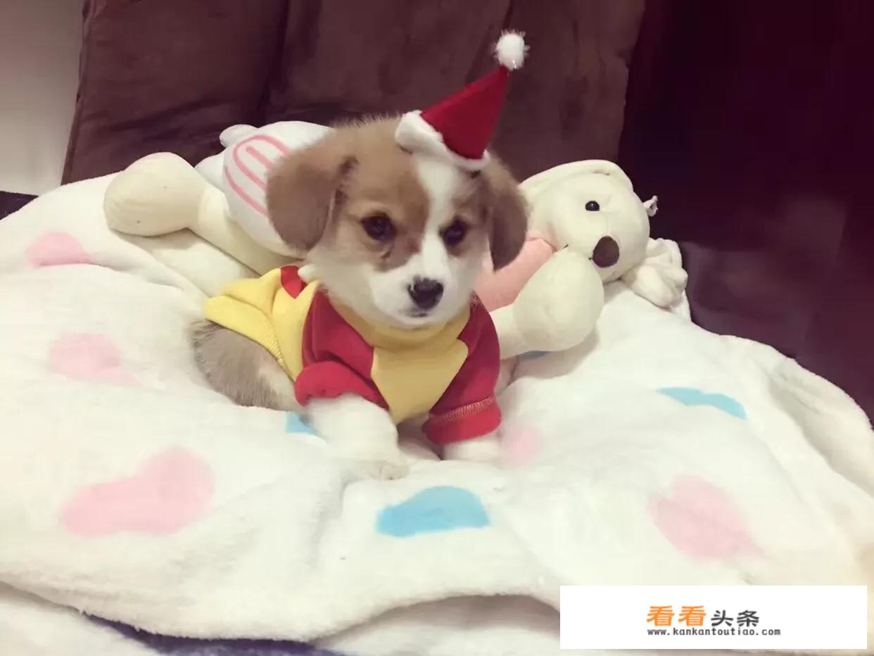 柯基宝宝好养吗？
