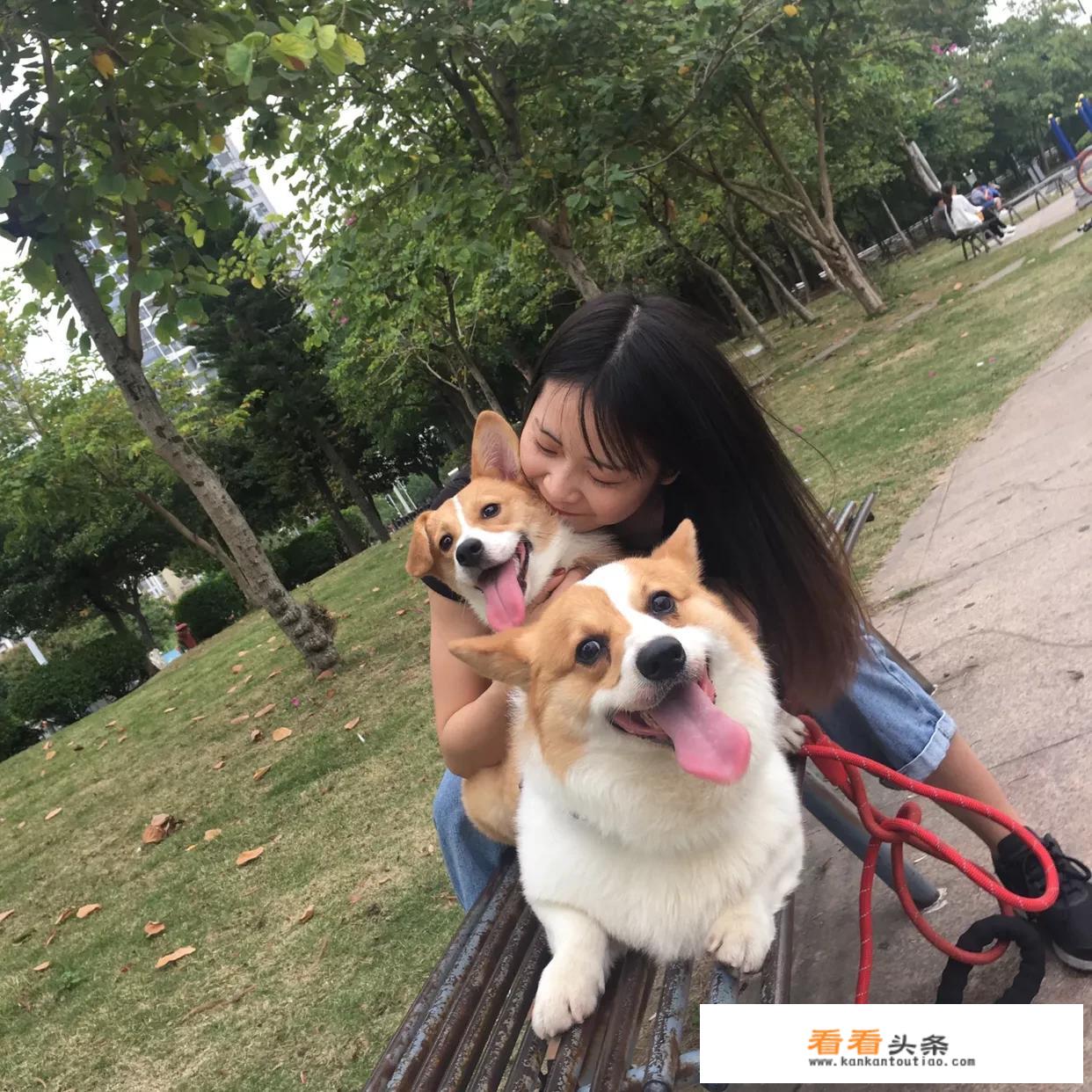 柯基宝宝好养吗？