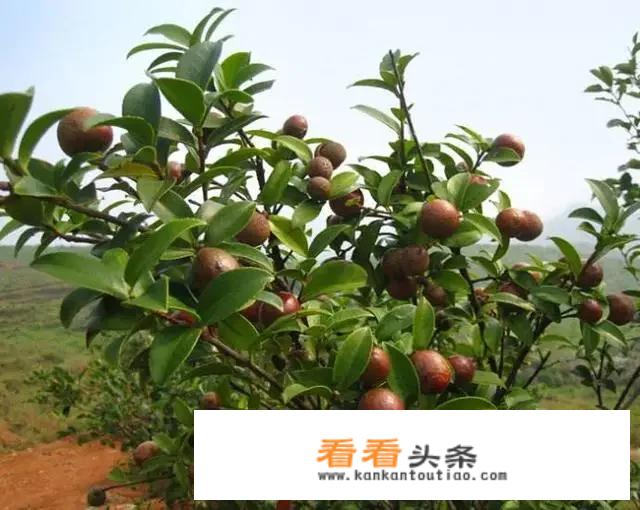 油茶饼多少钱一斤哪里有收购今年？